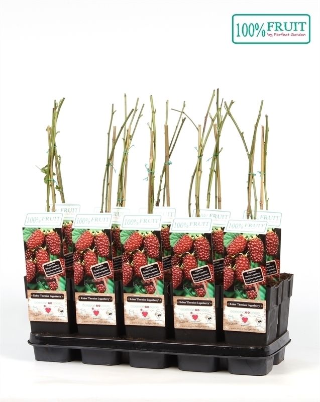 Rubus Thornless Loganberry P15, D 15