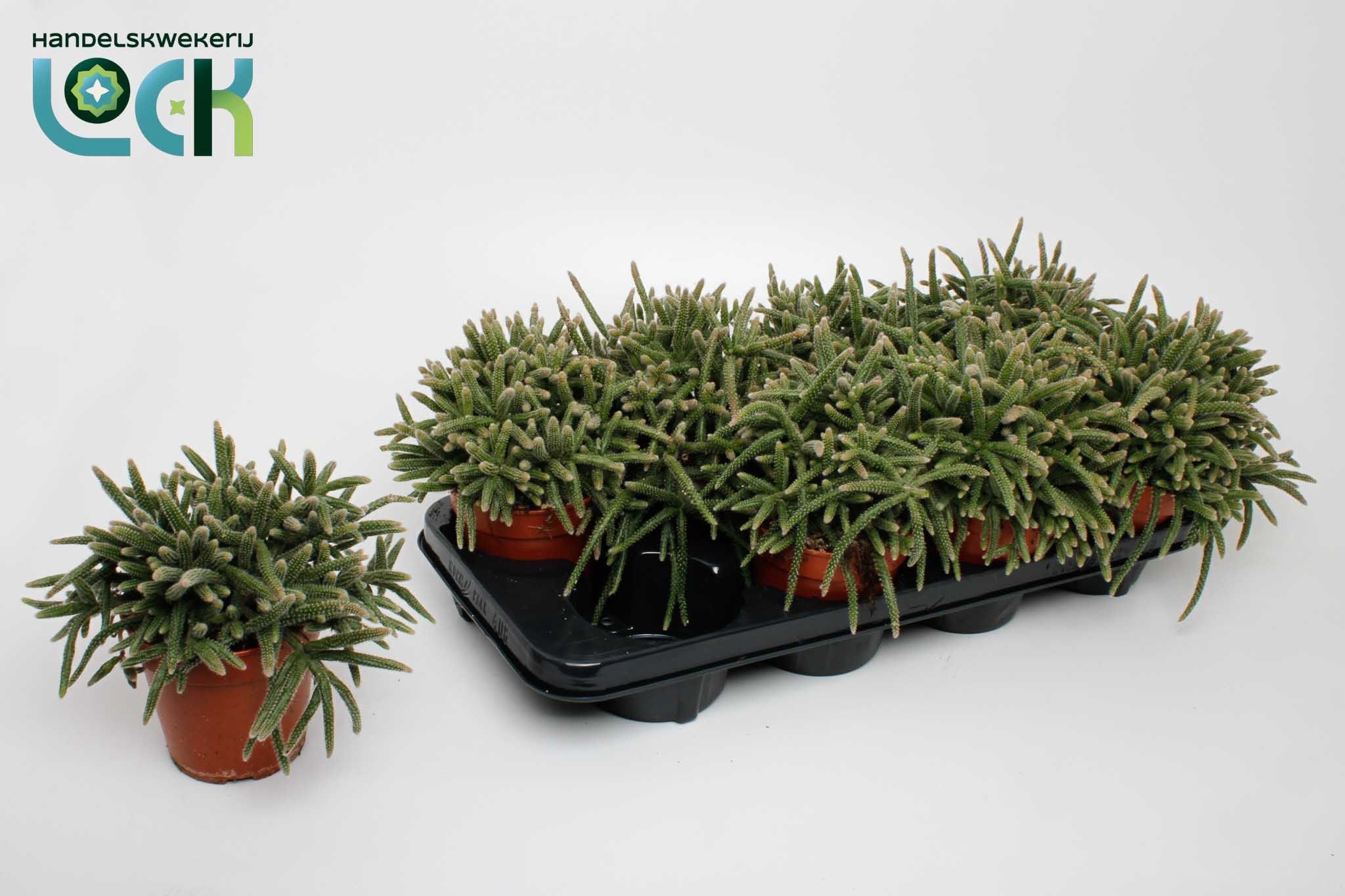 Rhipsalis Baccifera Horrida, D 12