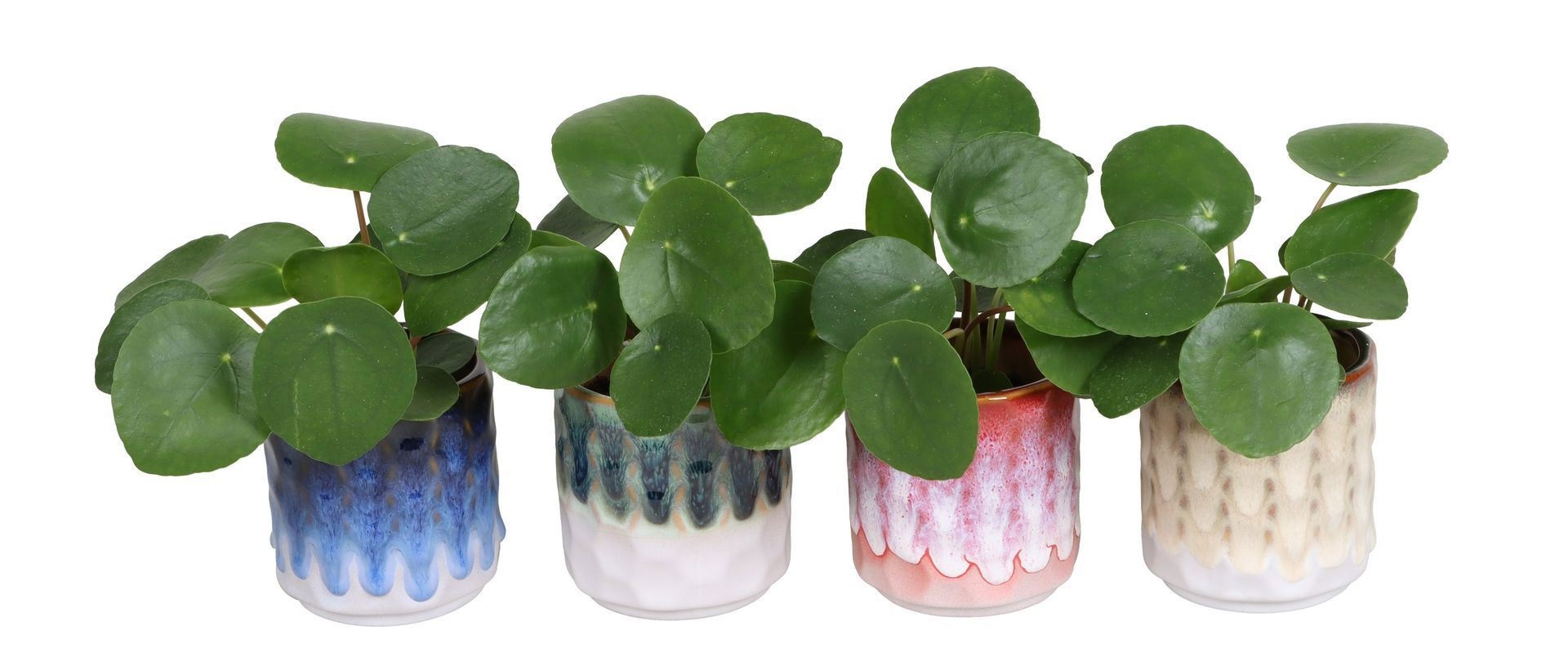 L 67481 With Pilea peperomioides 6 cm, D 6