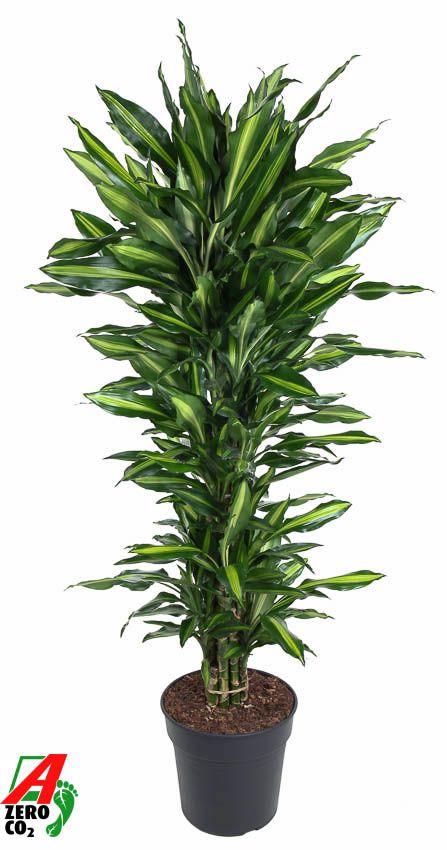 Dracaena Cintho vertakt P31, D 31