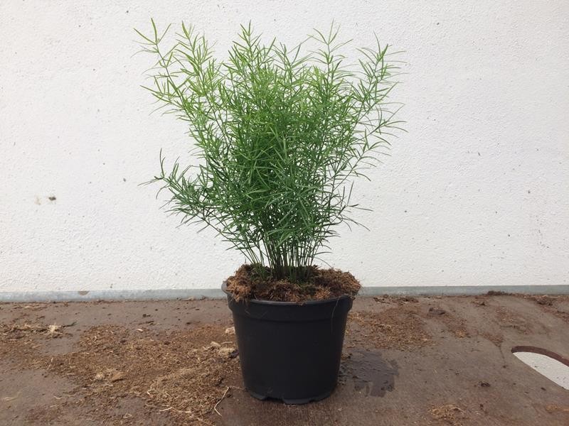 ASPARAGUS DENSIFLORUS 'SPRENGERI', D 12
