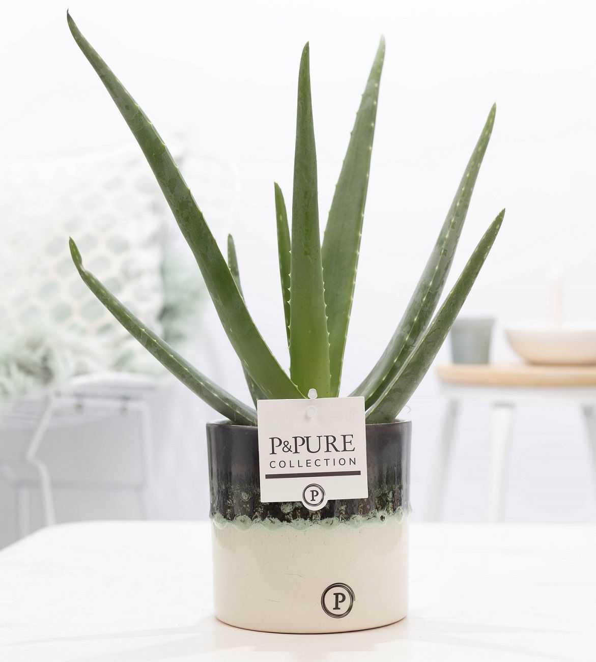 Aloe Vera in P&PURE Illusion cer. (perfectly imperfectable), D 12