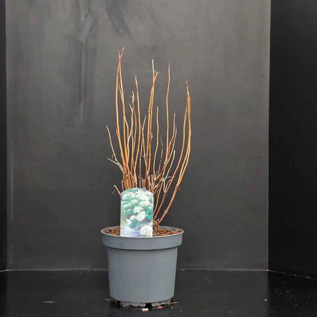 Hydrangea arborescens 'Annabelle', D 26