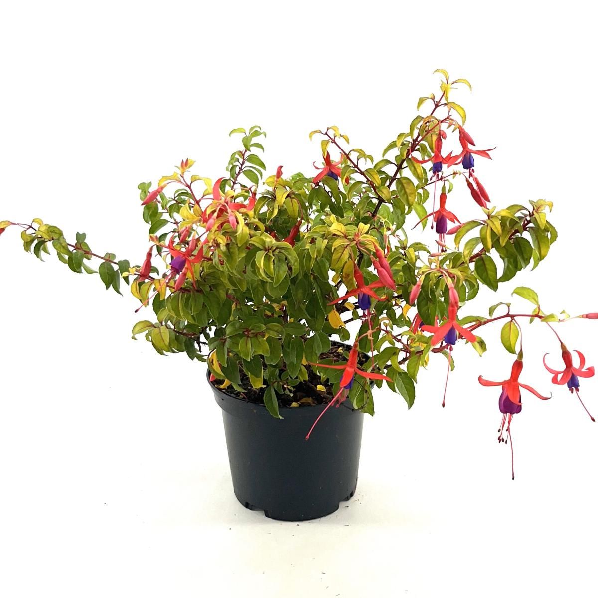 Fuchsia 'Genii', D 17