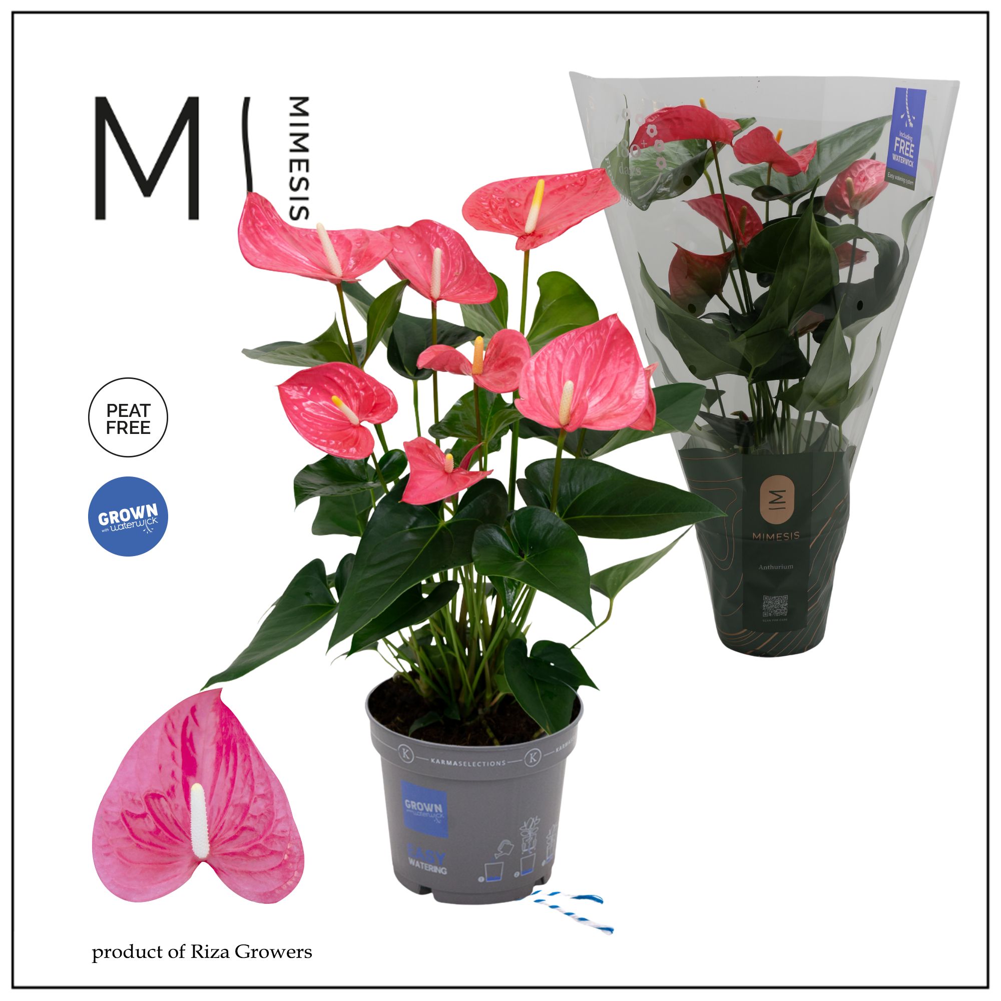 Mimesis Anthurium KARMA Maine - 17cm, D 17