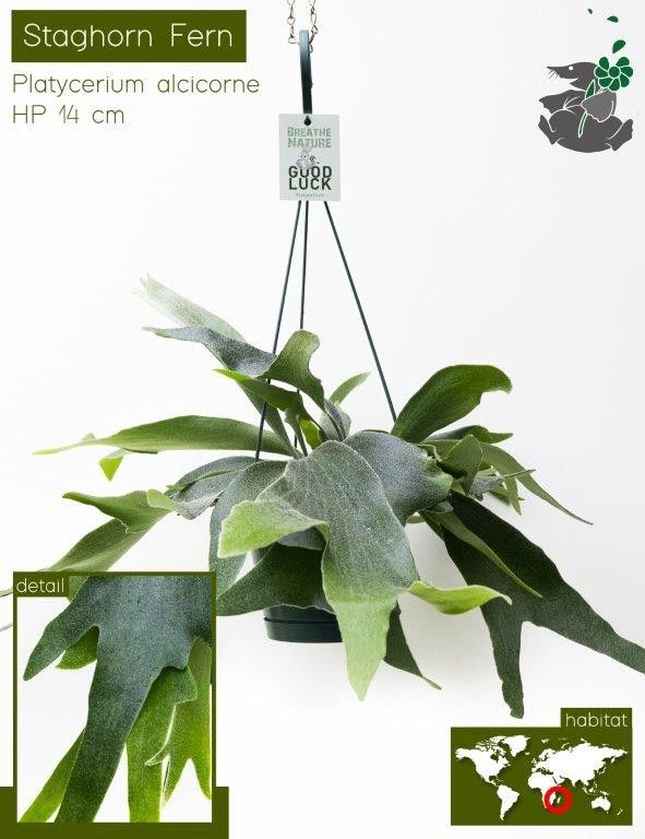 692 FDM : Exotische hangpot 14 cm PLATICERIUM ALICORNE, D 14