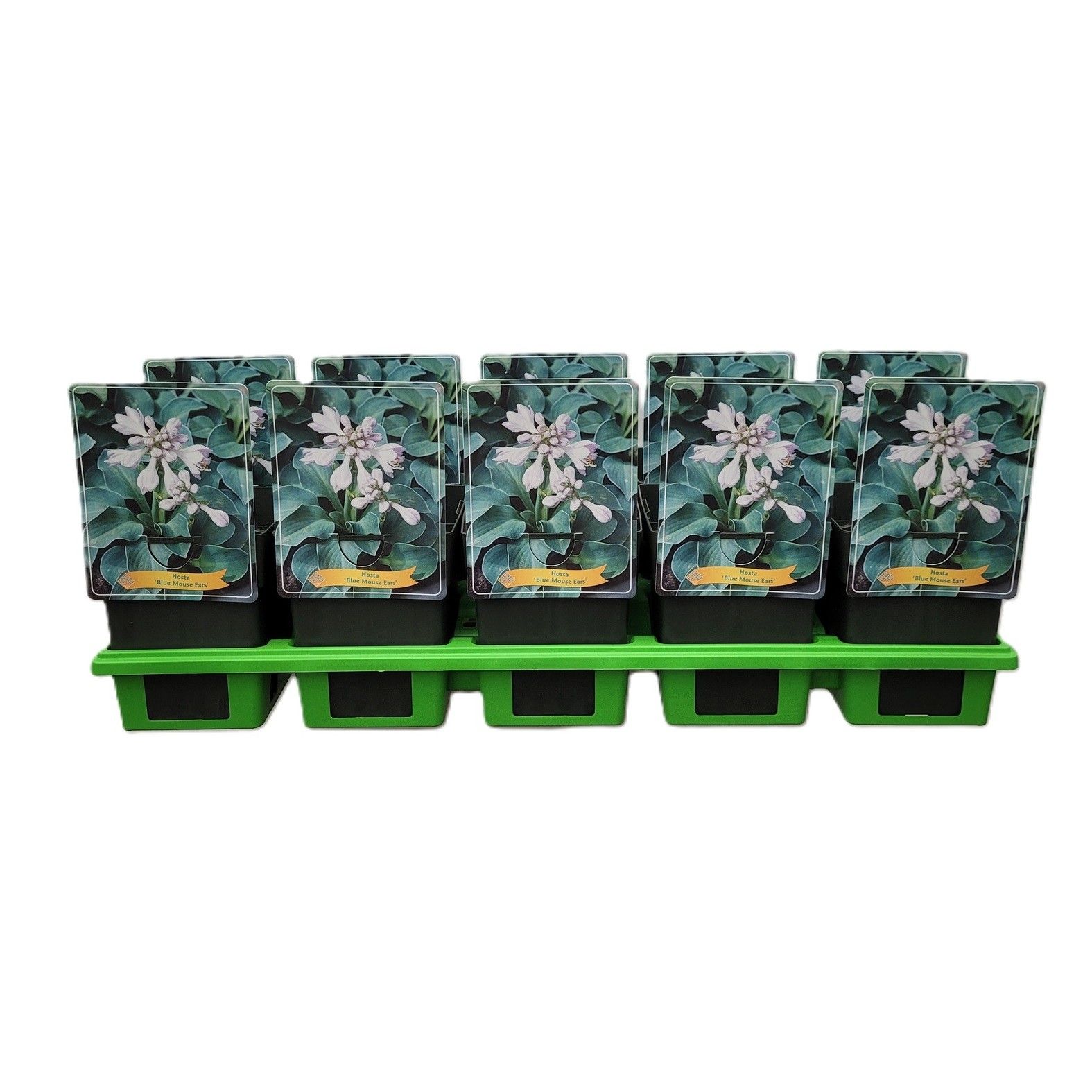 Hosta 'Blue Mouse Ears' P11, D 11