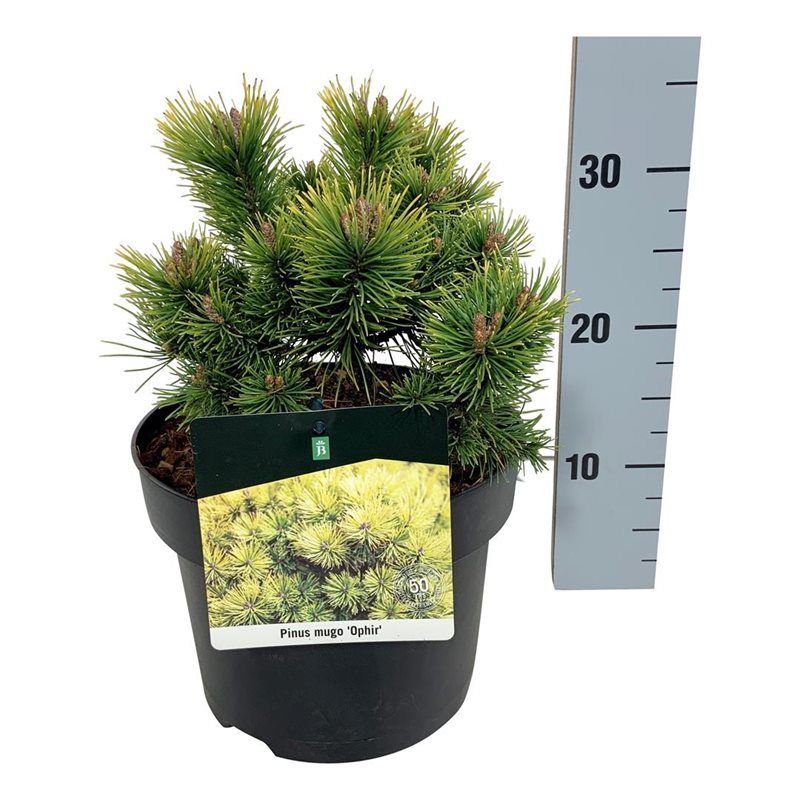 Pinus mugo 'Ophir', D 21