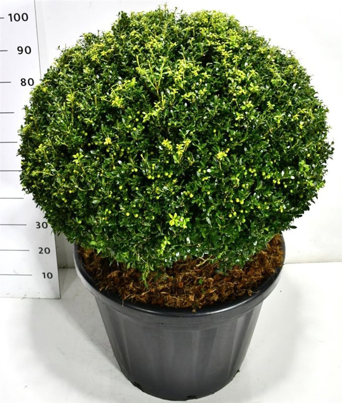 Ilex crenata 'Fructu Luteo', D 80