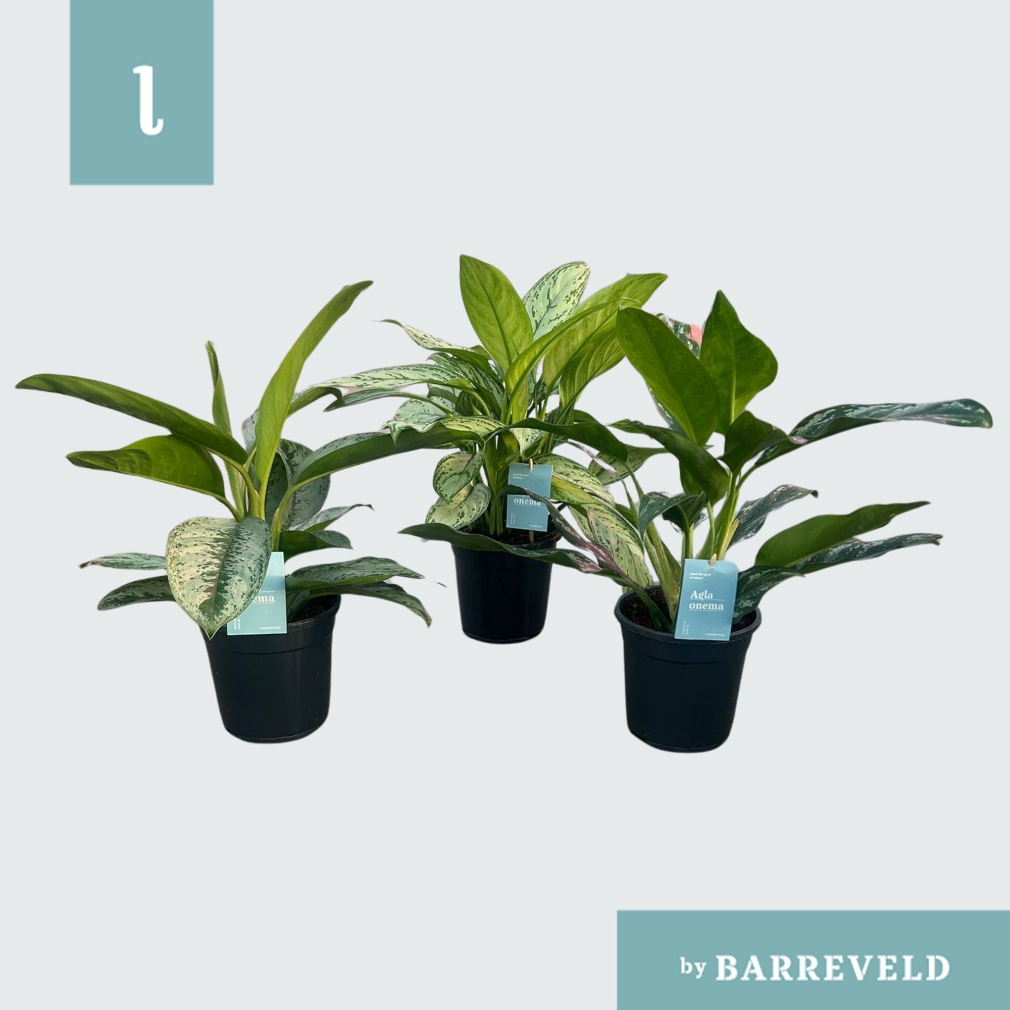 Green Agla mix (kleinbladig) (Aglaonema), D 17