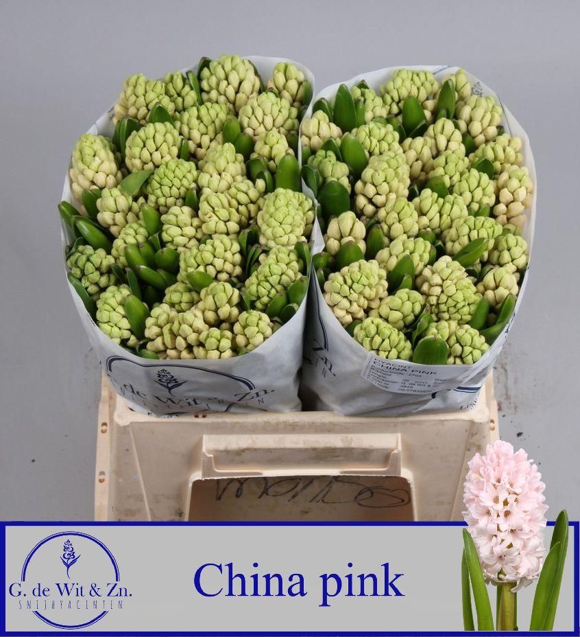 Гиацинт Чайна Пинк, шт.