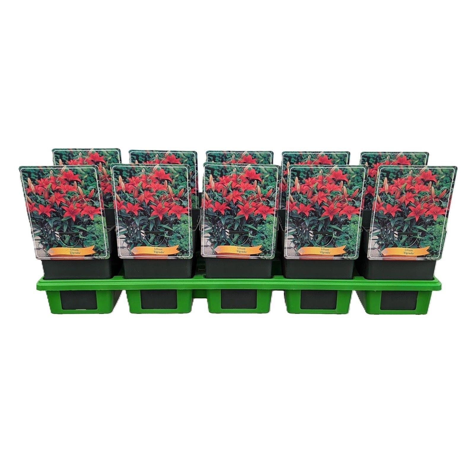 Lilium 'El Grado' P11, D 11