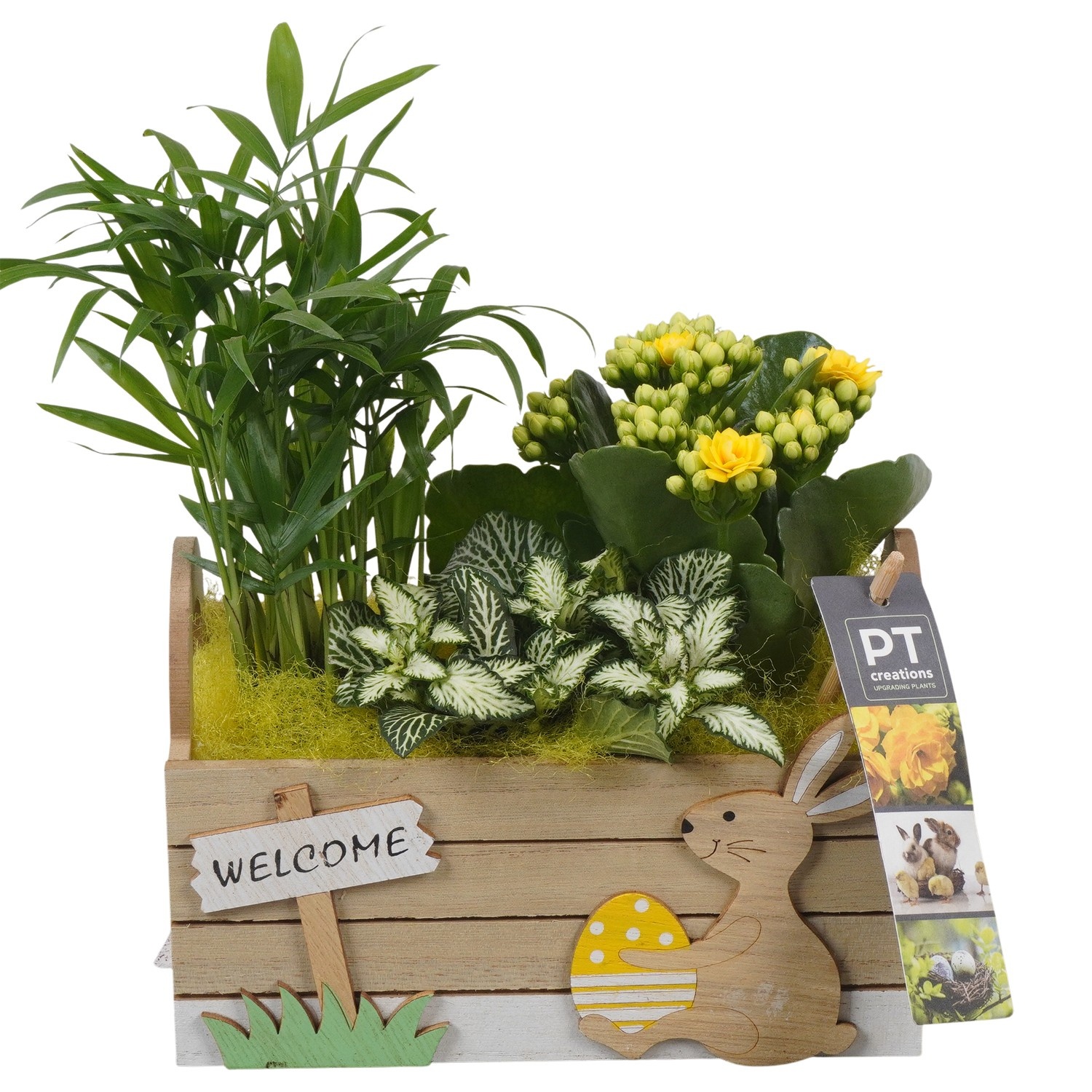 PTPB6581 Arrangement Easter in houten bak, D 18