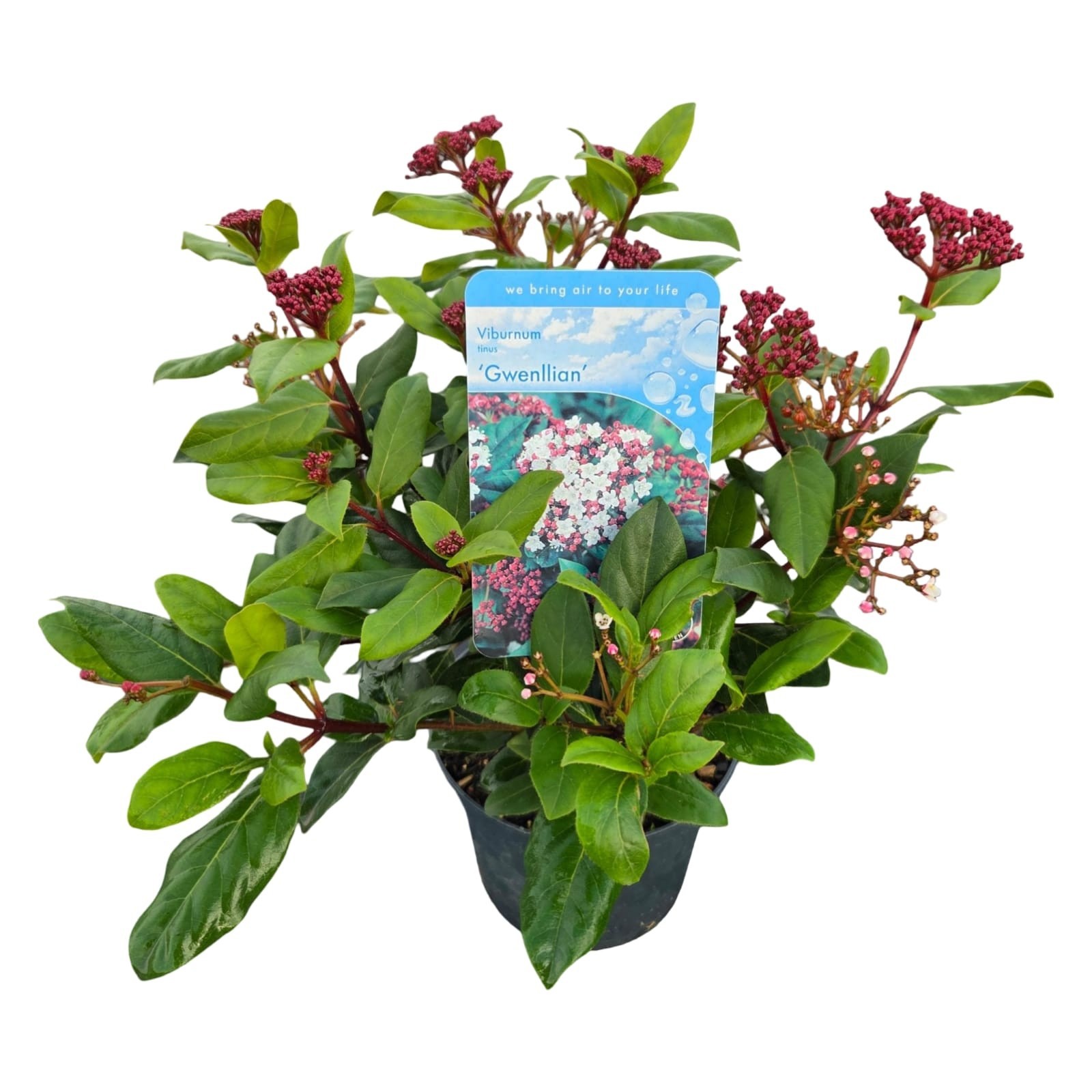 Viburnum tinus Gwenllian, D 17