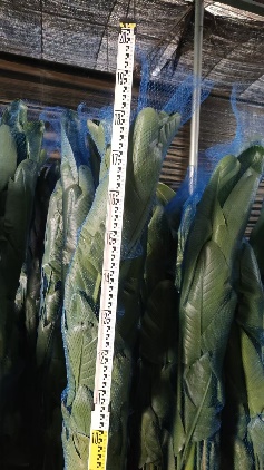 Стрелиция 28 130 (предзаказ)