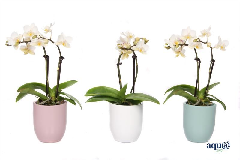 Hugo p06 mix hotel Phal Tiny Dolls white 2T12+ Aqu@, D 6