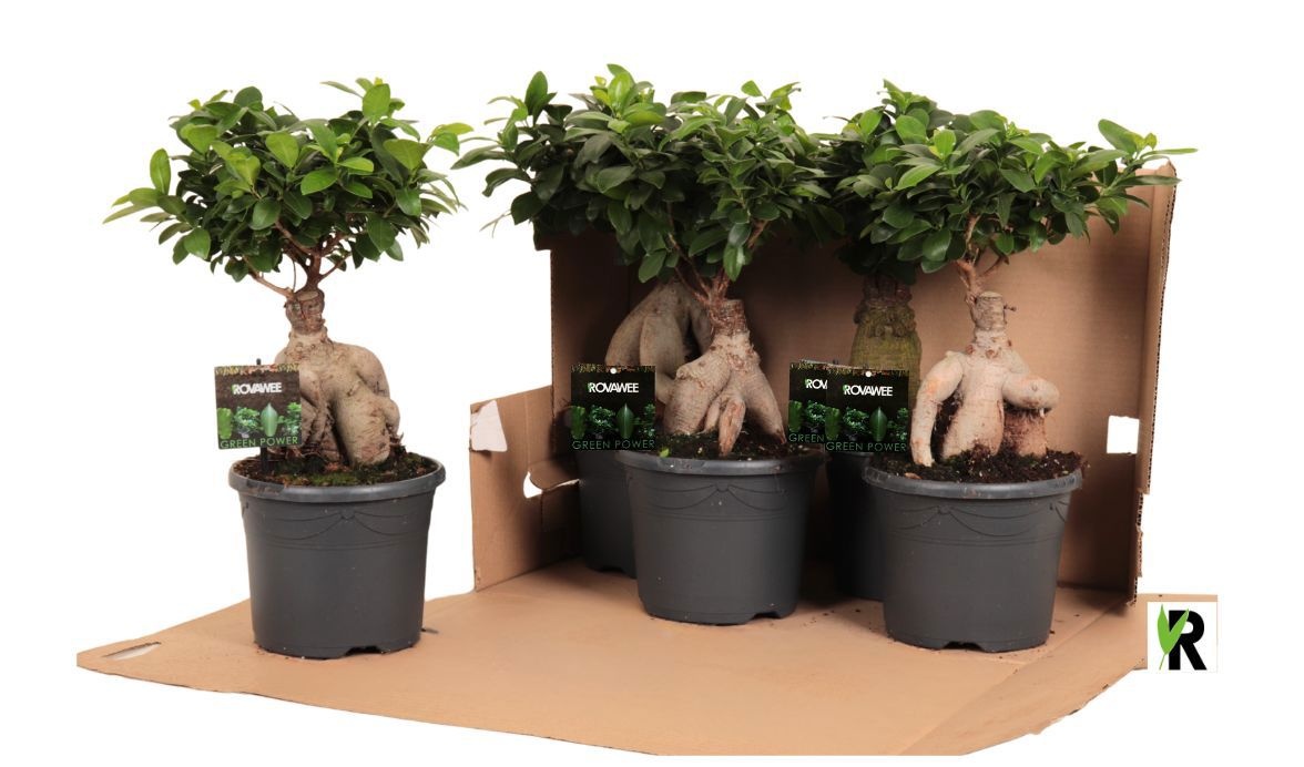 Ficus micr. Ginseng in kunststof pot in fust 348, D 19