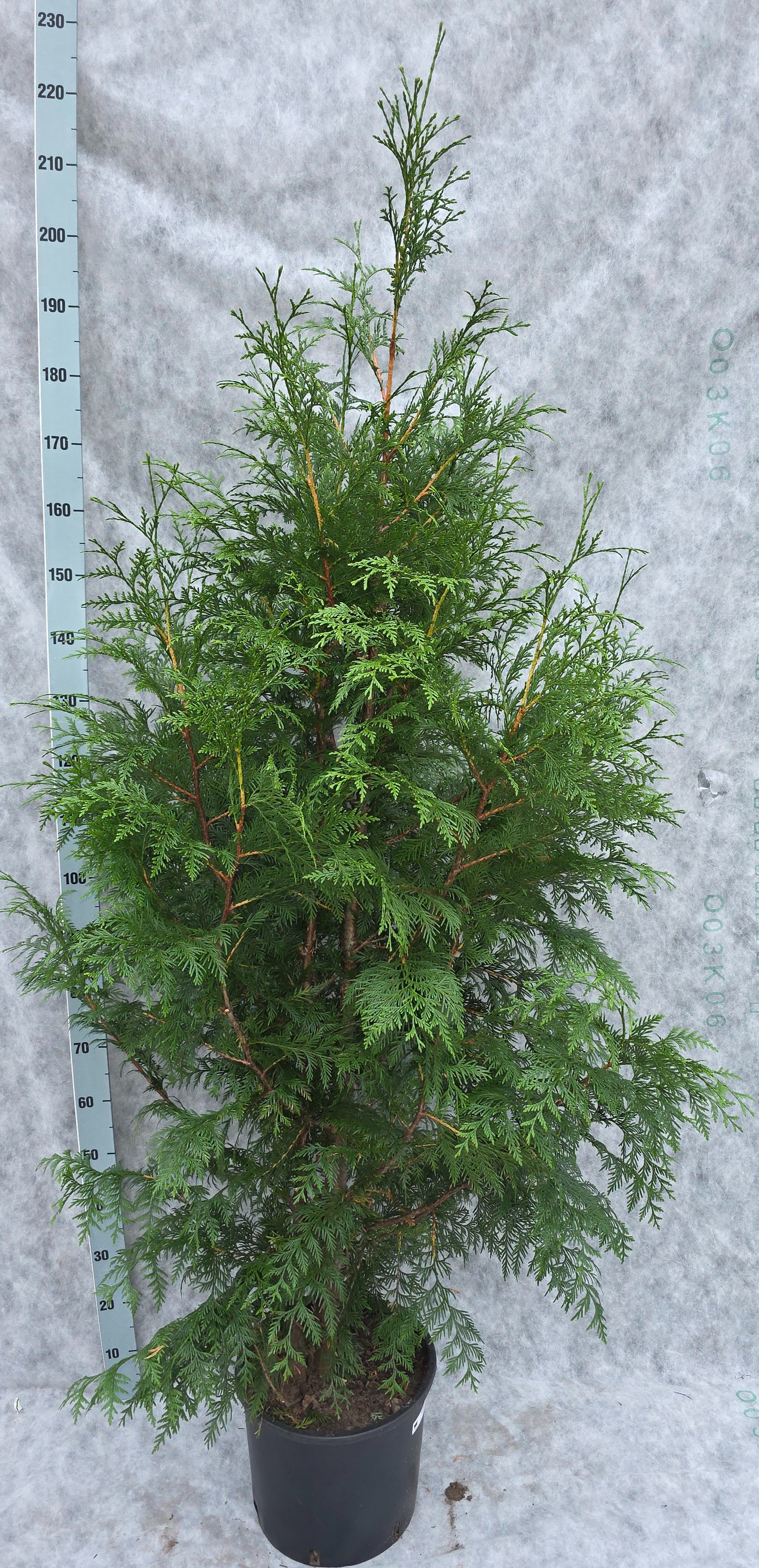Thuja plicata Excelsa 210, D 33