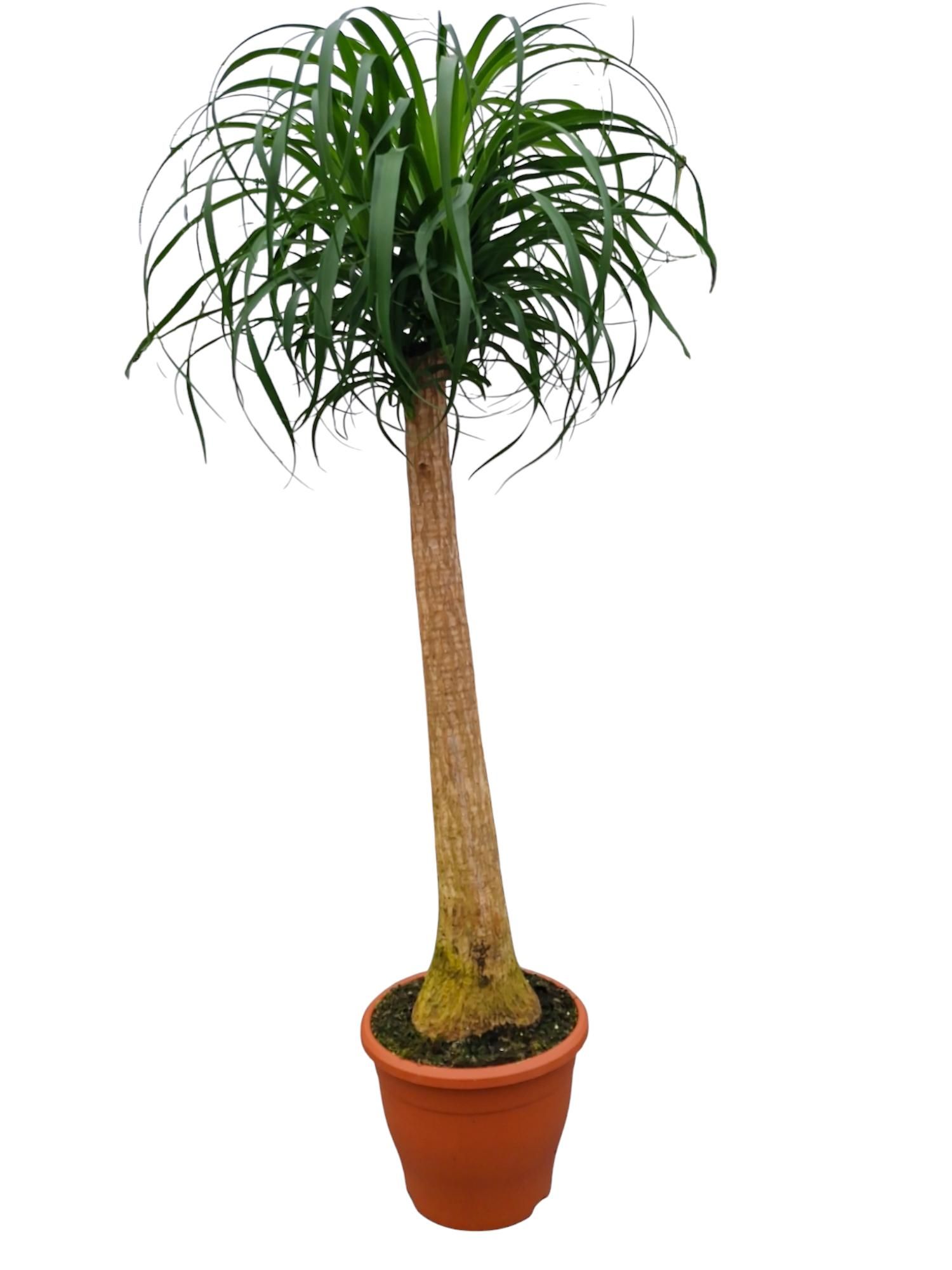 Beaucarnea 29 cm, D 29