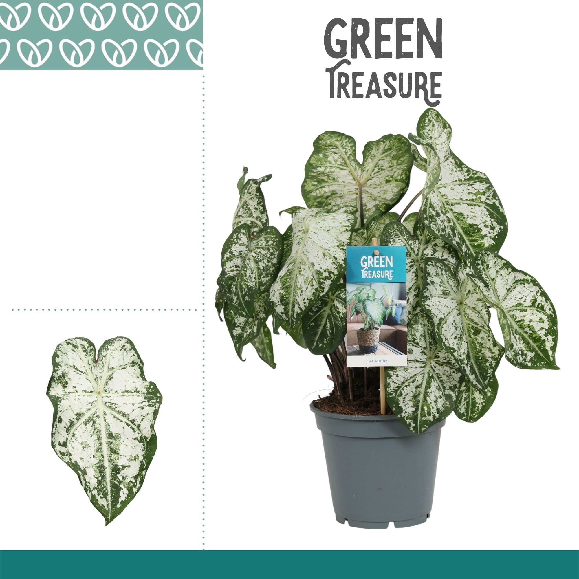 Caladium Wit, D 17