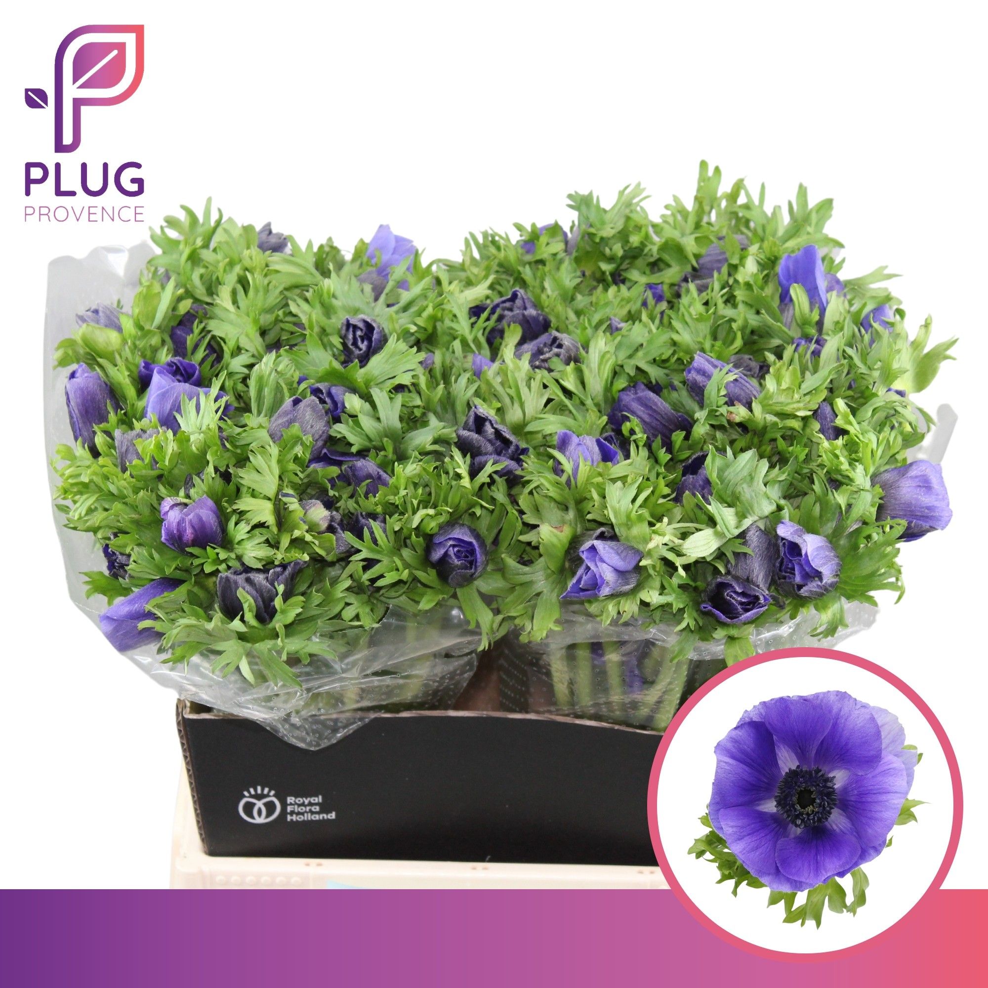 Анемон Галил Блю 40 (син.), шт.