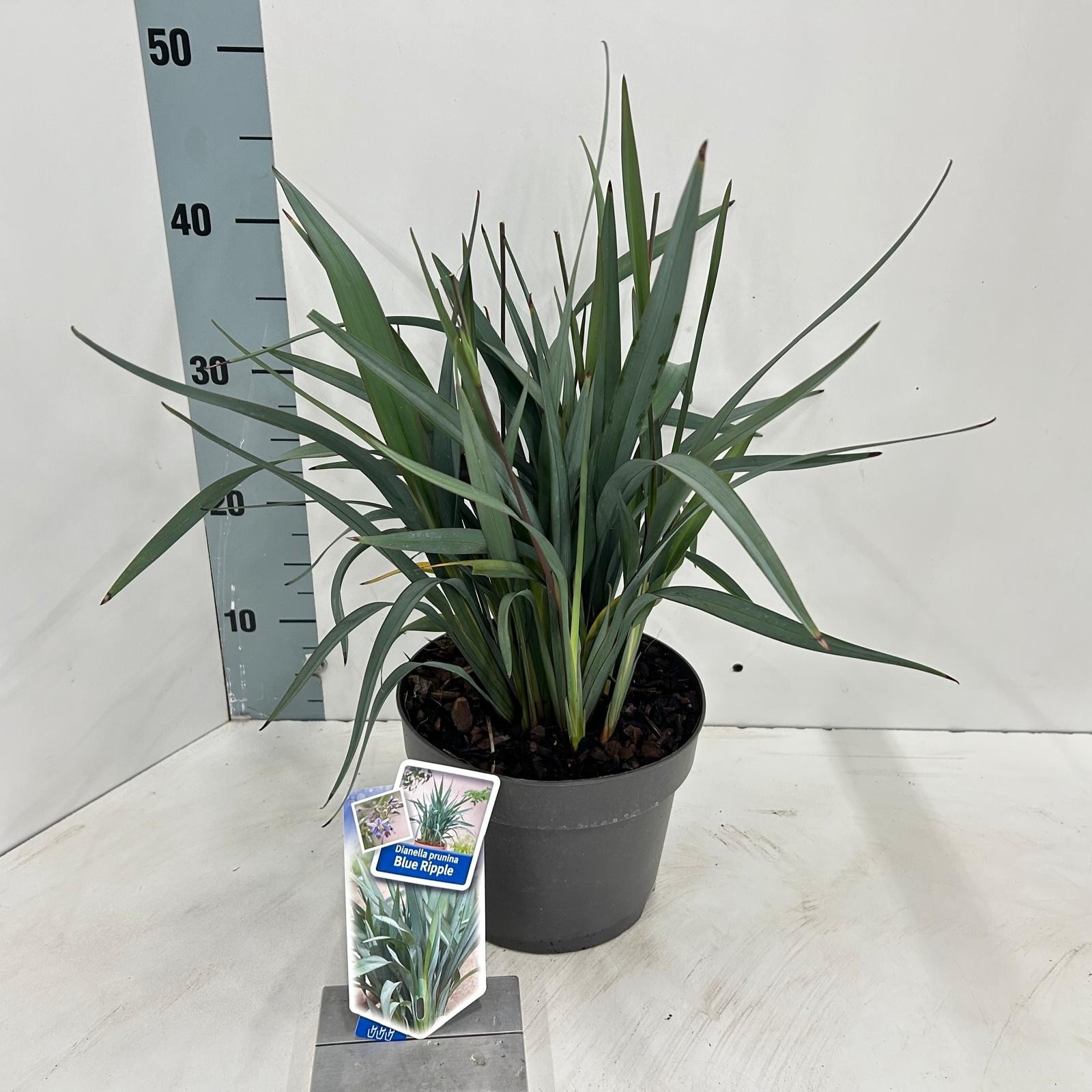 Dianella Blue Ripple ('D51'PBR), D 19