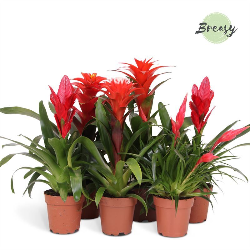 Bromelia Red Family - 13cm | Mimesis, D 12