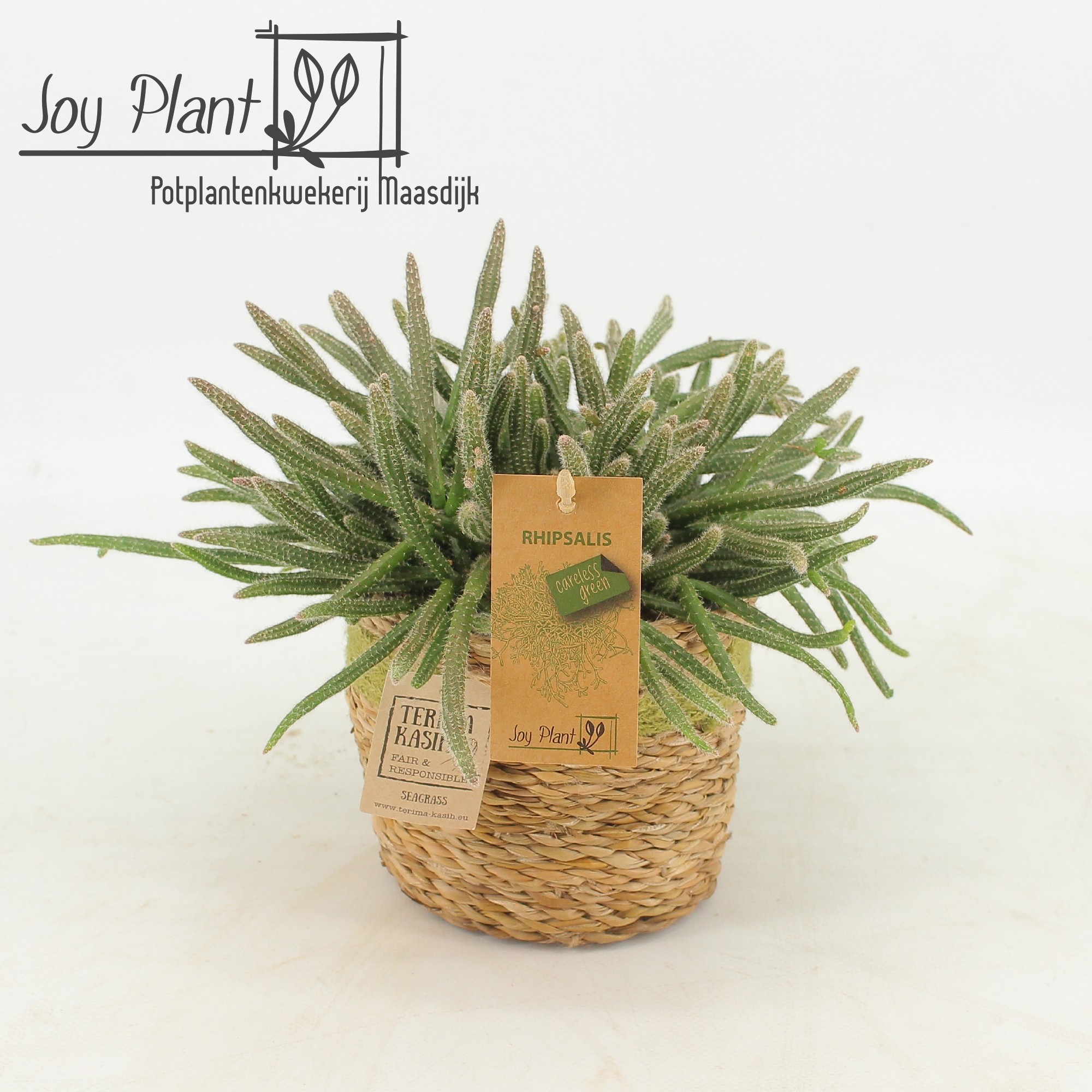 Rhipsalis Horrida P12 Mand Gaby Green, D 13