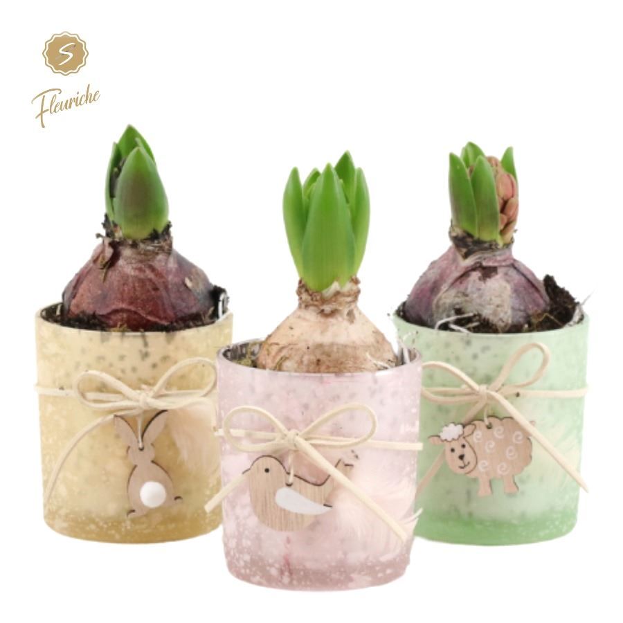 (1406) Hyacint Spring Glass [M], D 11