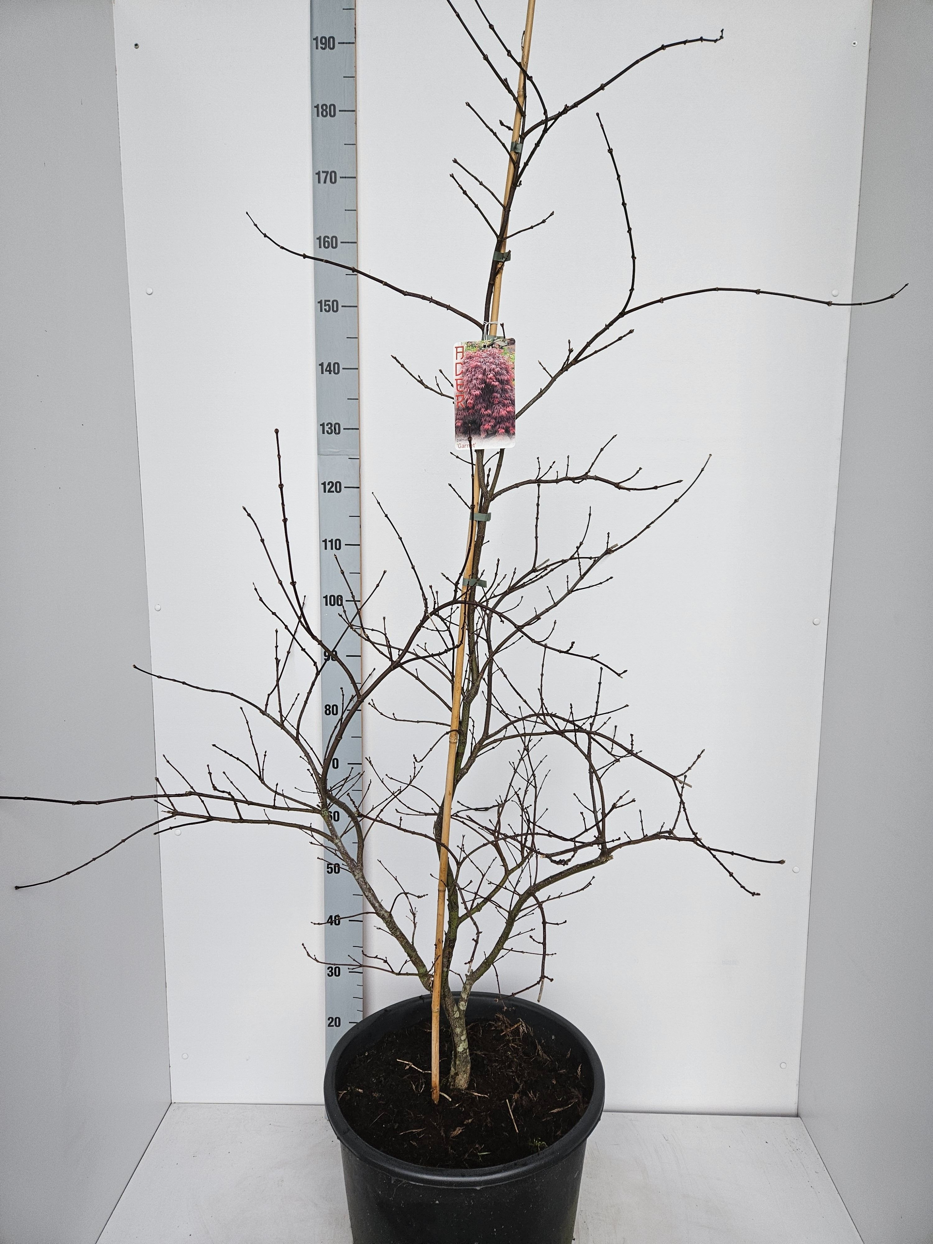 Acer palmatum 'Garnet', D 43