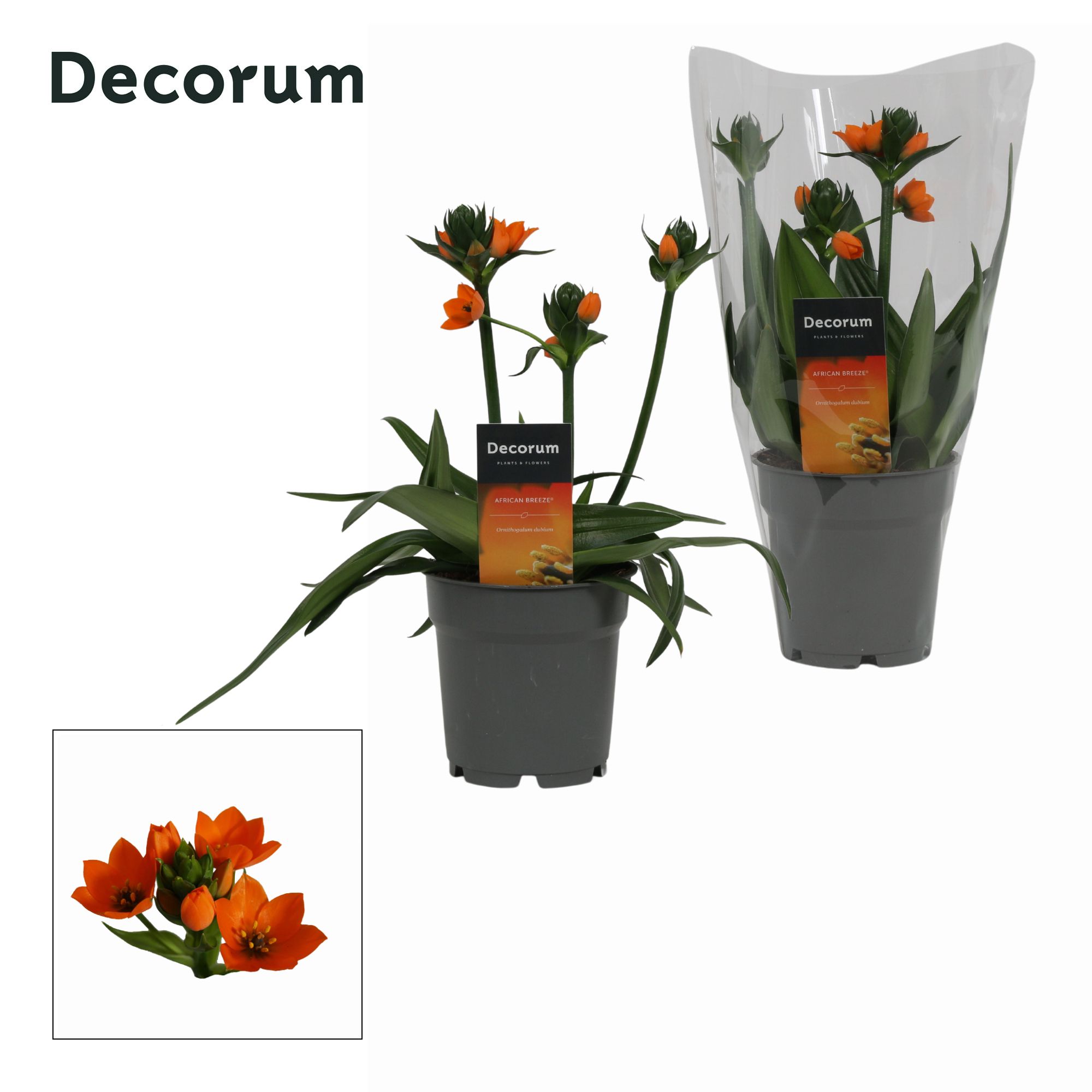 Ornithogalum Dubium 3pp oranje (Decorum), D 12