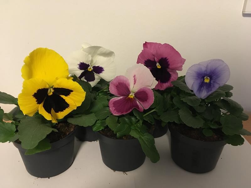 VIOLA WITTROCKIANA-HYBRID, D 9