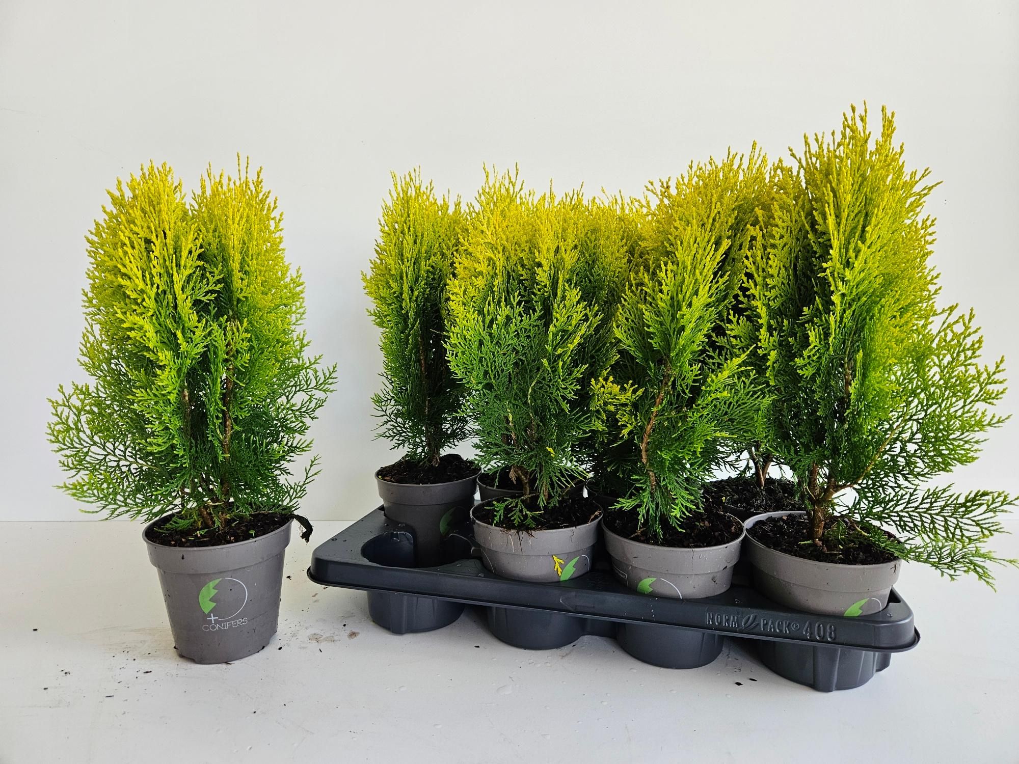 Platycladus orientalis 'Aurea Nana', D 13