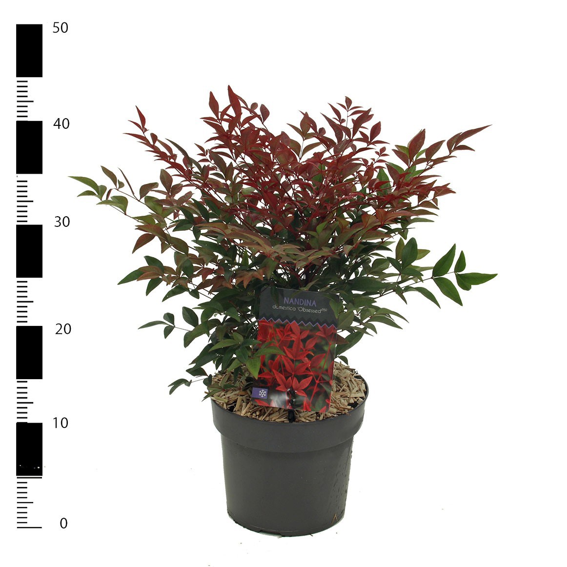 Nandina domestica 'Obsessed', D 19