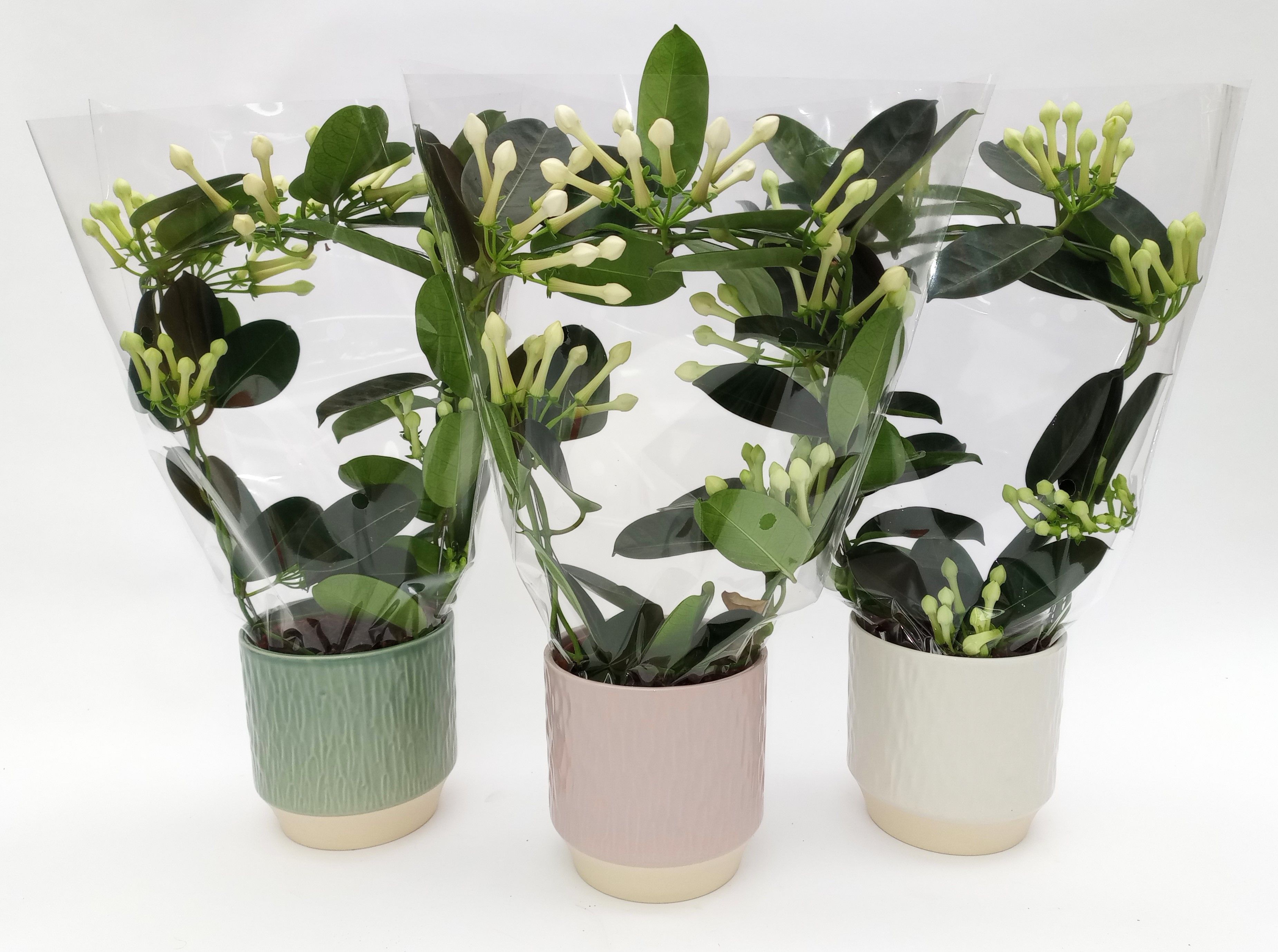 Stephanotis 6-9 Luna 3 Kl., D 12