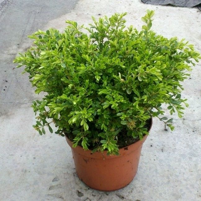 Buxus microphylla 'Rococo', D 19