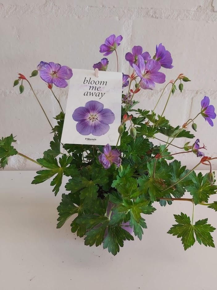 530 PLC : P12 Geranium Bloom Me Away, D 12
