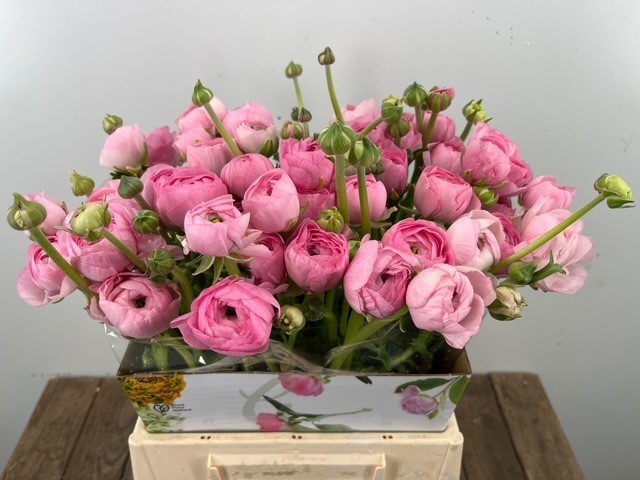 Ранункулус Элеганс Пинк 40, шт.