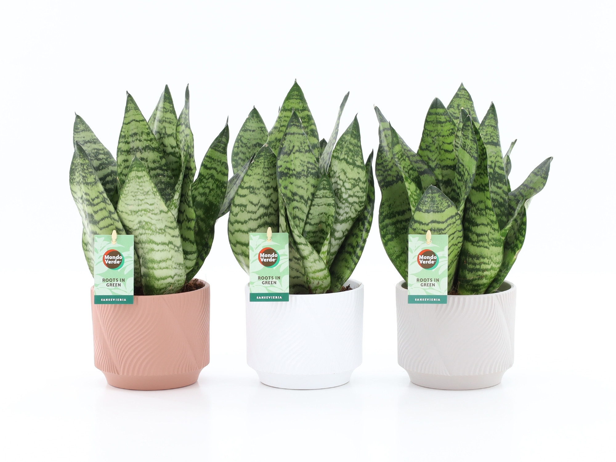 Sansevieria Black Coral in Rodena keramiek, D 13