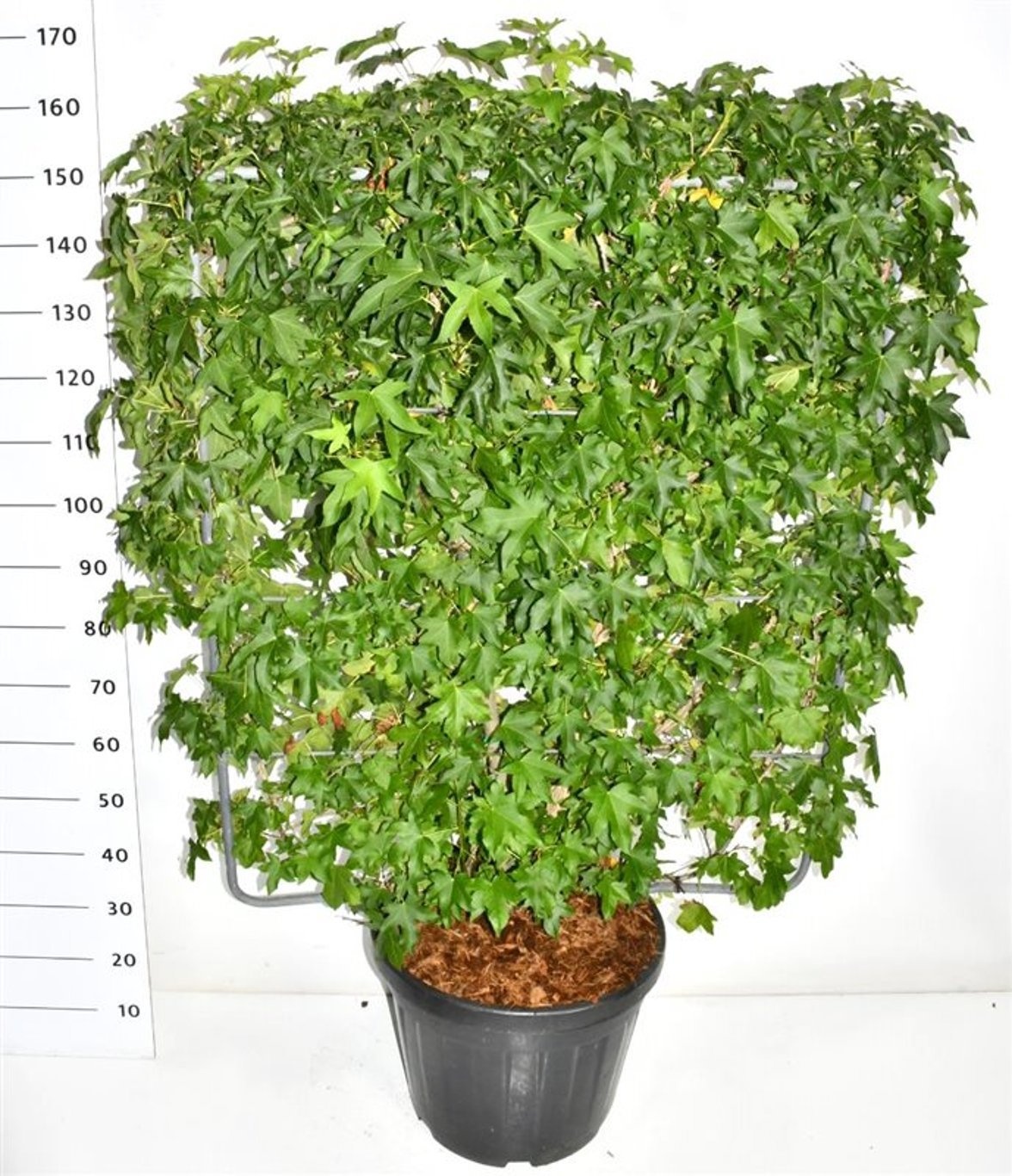 Liquidambar styraciflua, D 48