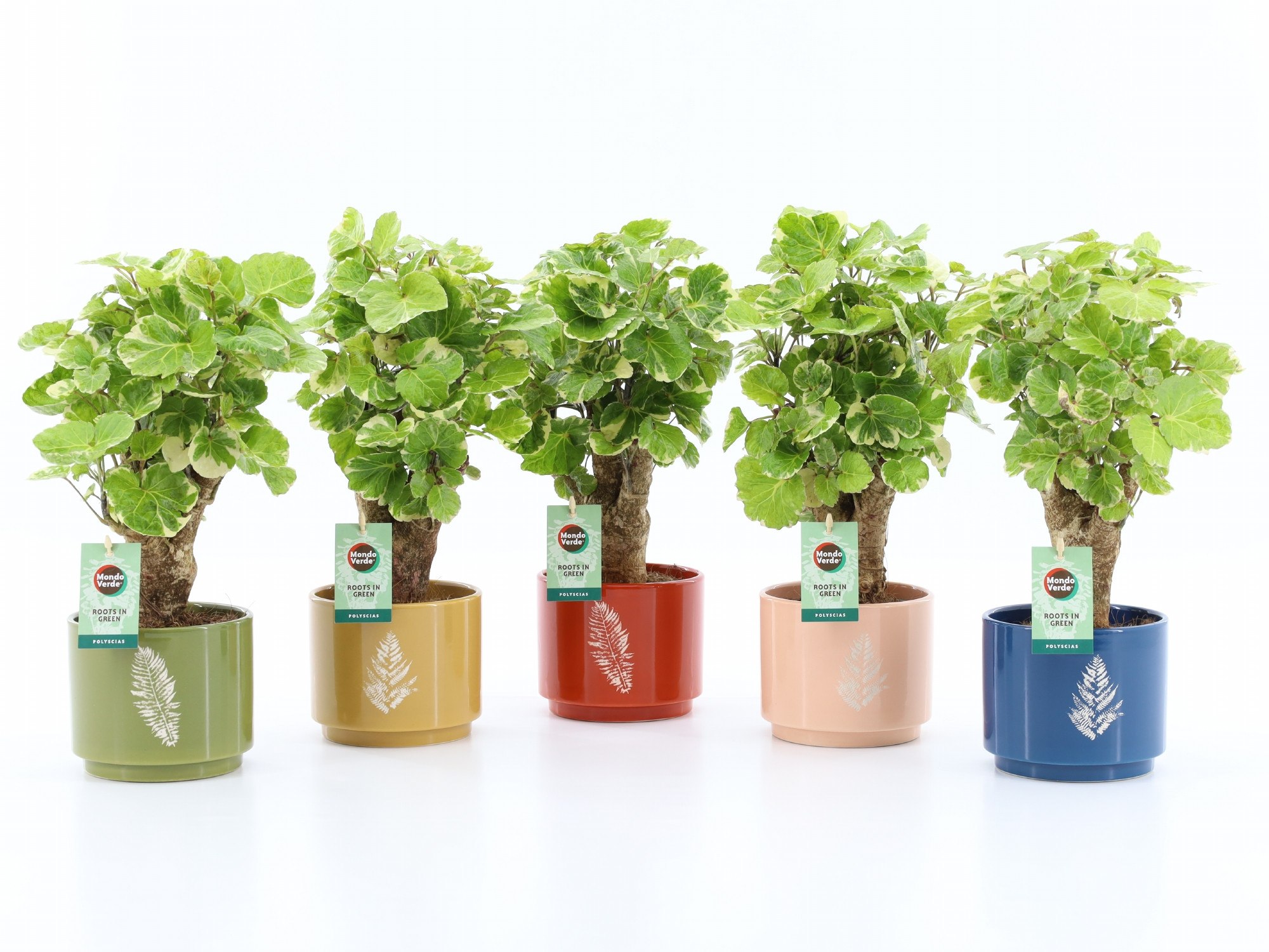 Polyscias Balfouriana in Artistique Keramiek, D 13