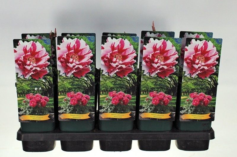 Paeonia Suffruticosa Shimanishiki P12 - 1 tak, D 14