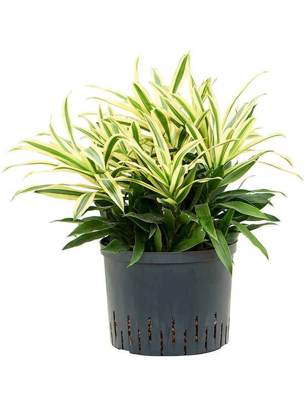 Pleomele (Dracaena) reflexa 'Song of Sri Lanka', D 25