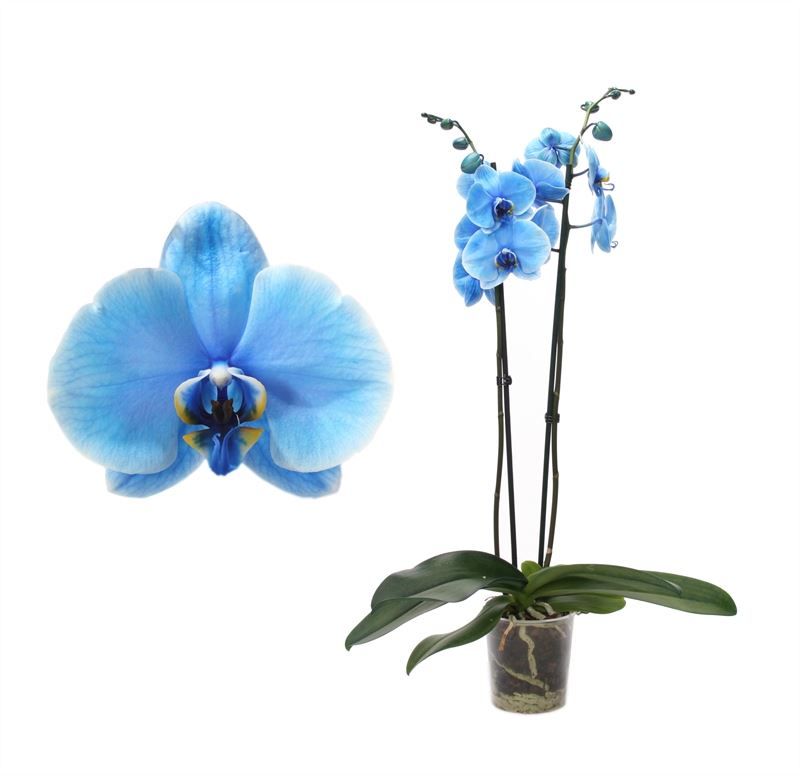 Phal I am Blue 2T12+, D 12