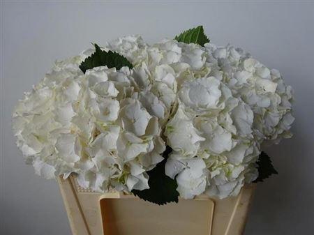 Гортензия Вайт Верена 50 (бел.), шт.