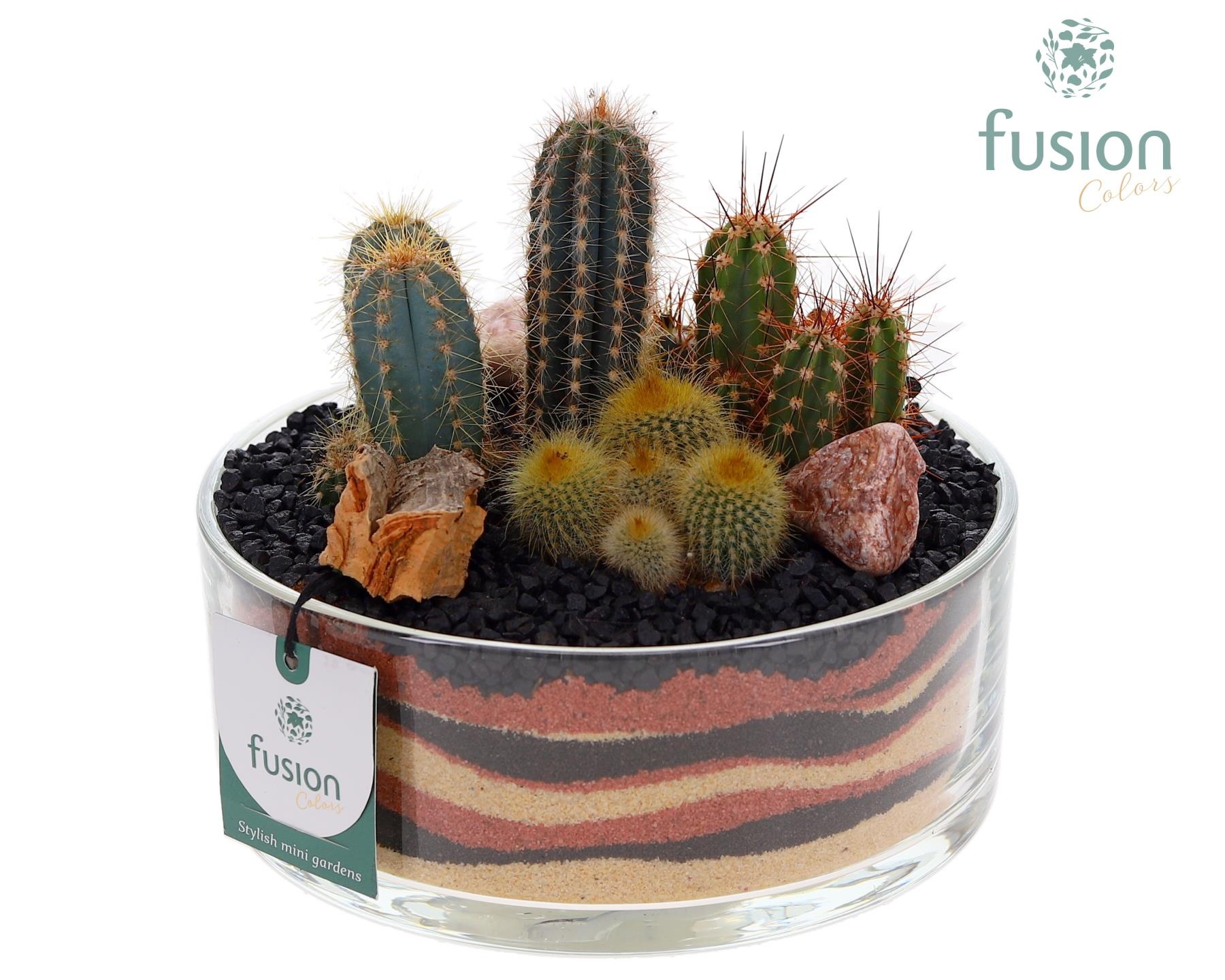 Glazen cilinderschaal met Cactussen, D 19