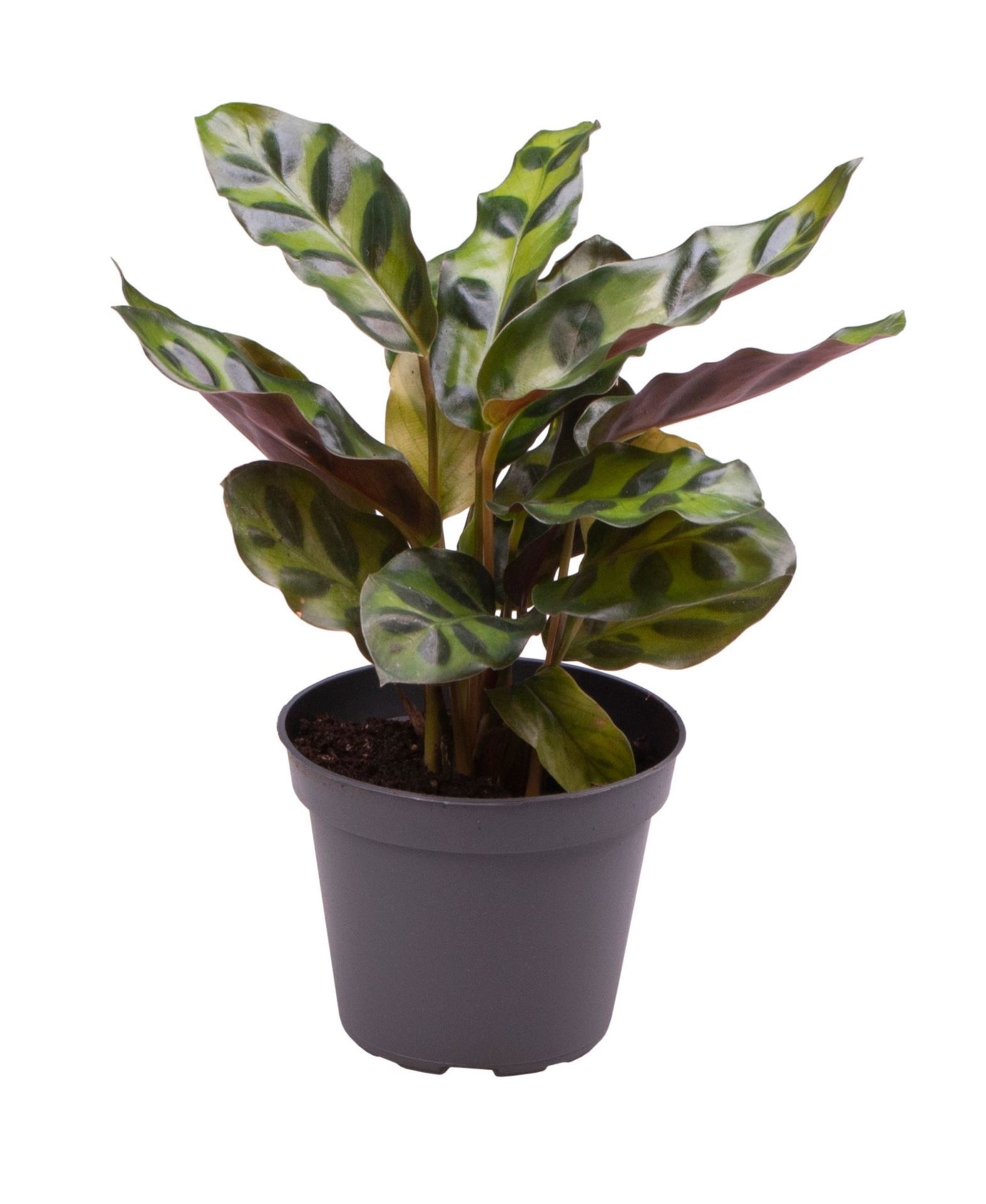 Calathea Lancifolia, D 6
