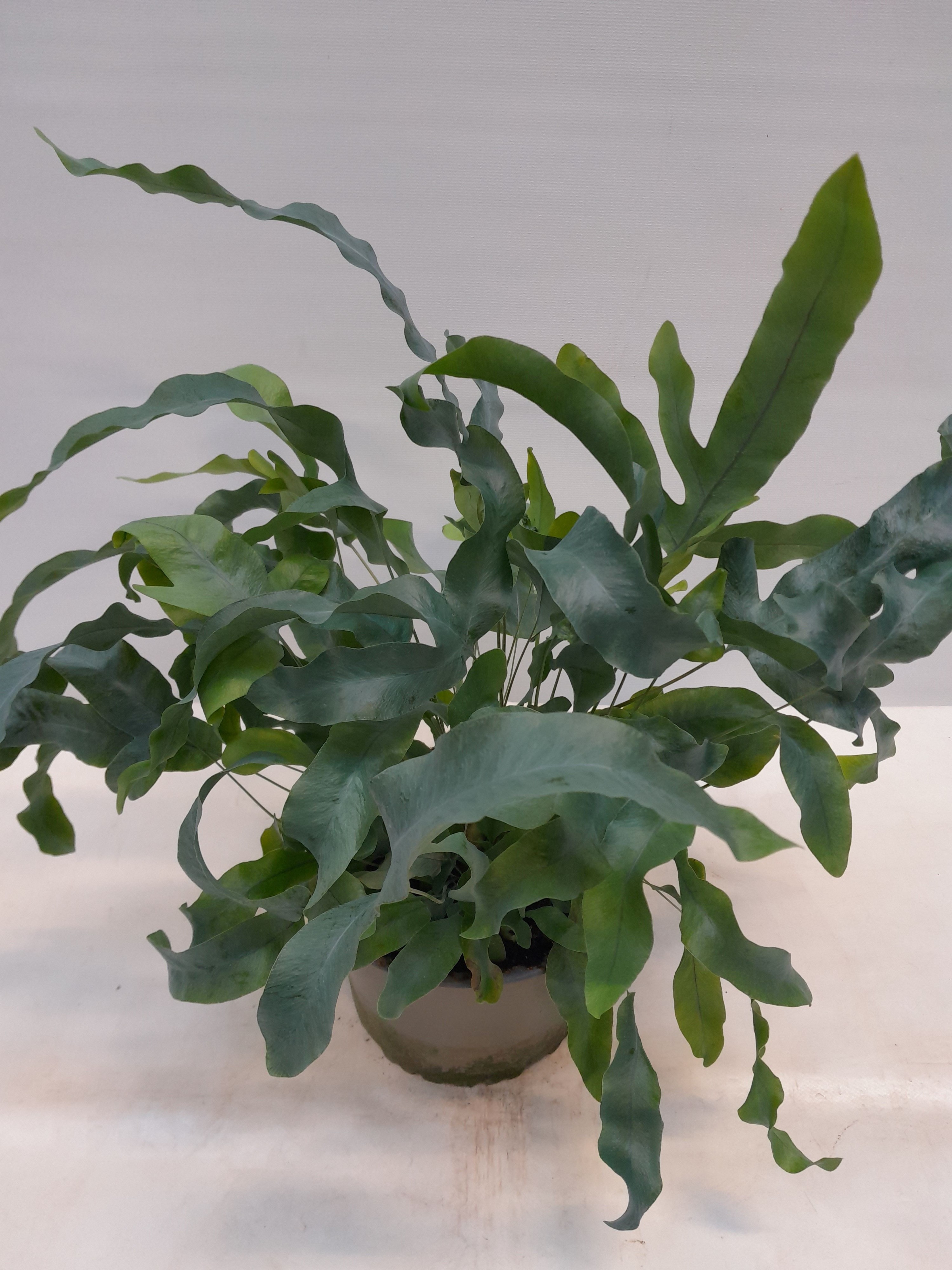 PHLEBODIUM AUREUM 'Blue Star', D 14