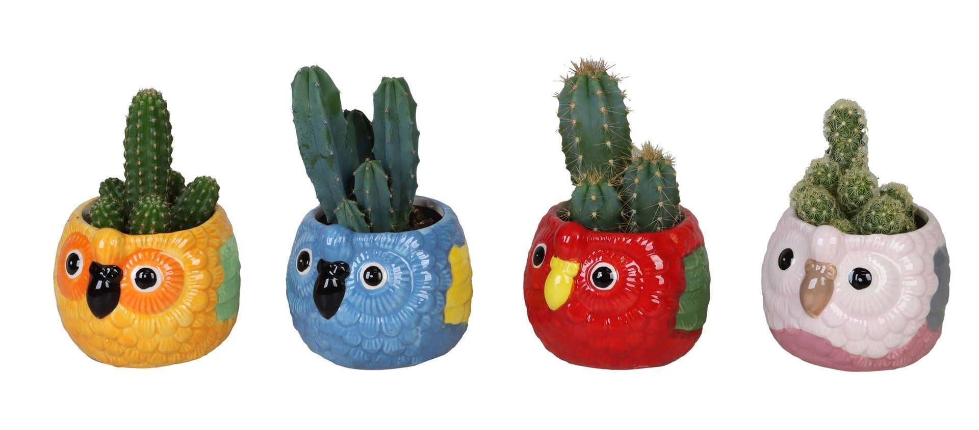 L 67245 With Cactus Mix 6 cm, D 6