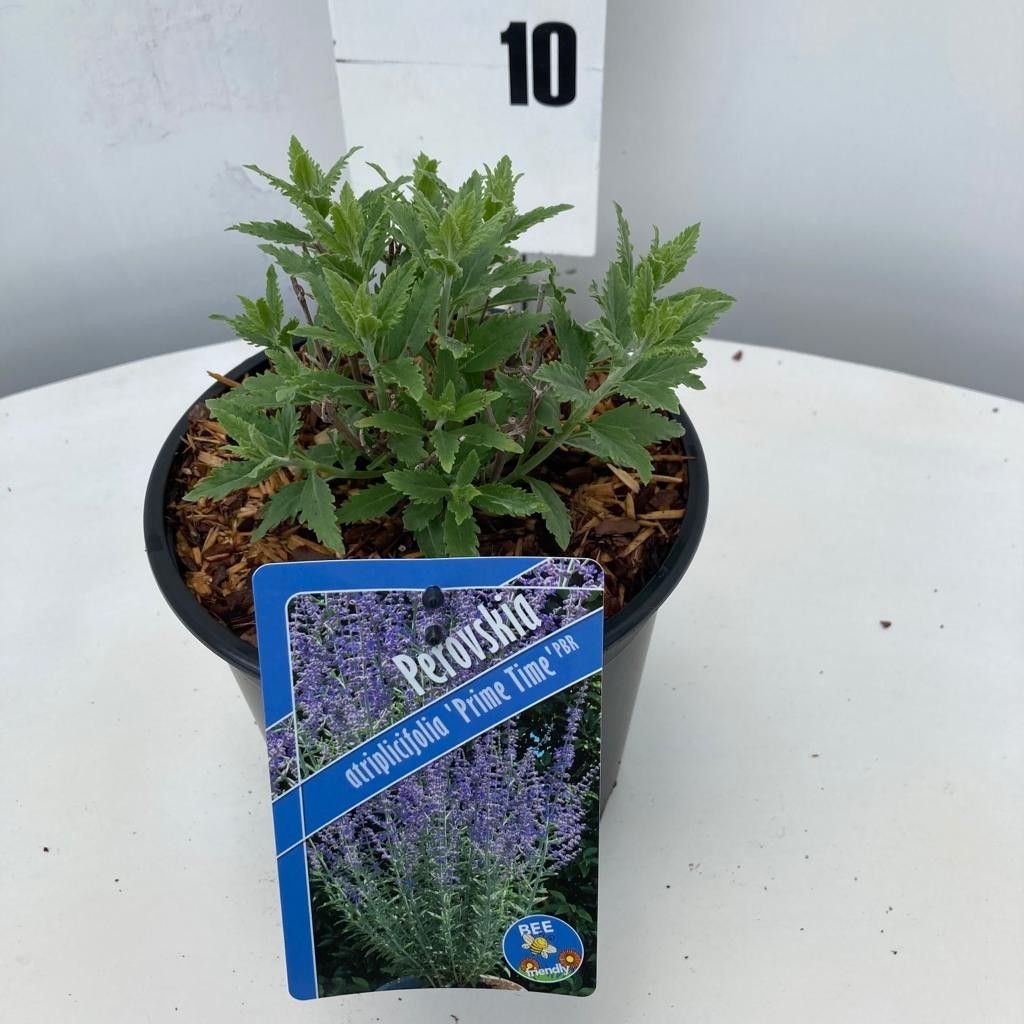 Perovskia atriplicifolia 'Prime Time' PBR, D 17